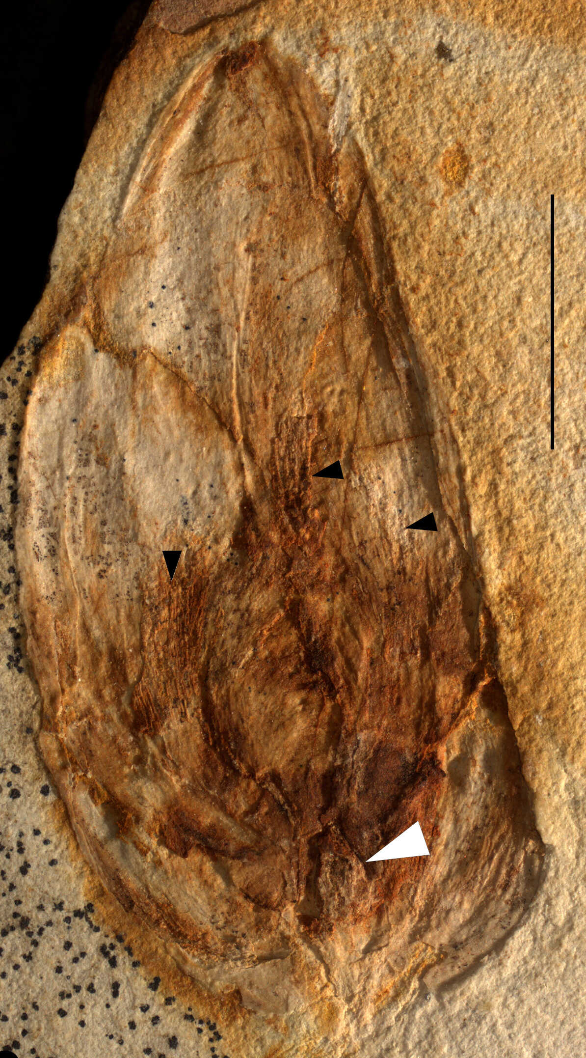 早白垩世花蕾研究取得新进展