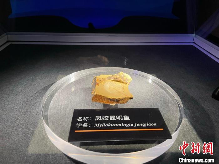 ���������������֪���Ϲ����ﻯʯ�ġ�Զ�ź�����