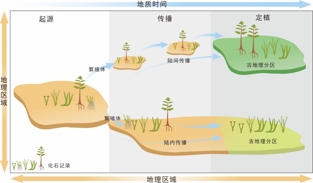 数据分析揭示泥盆纪植物传播模式