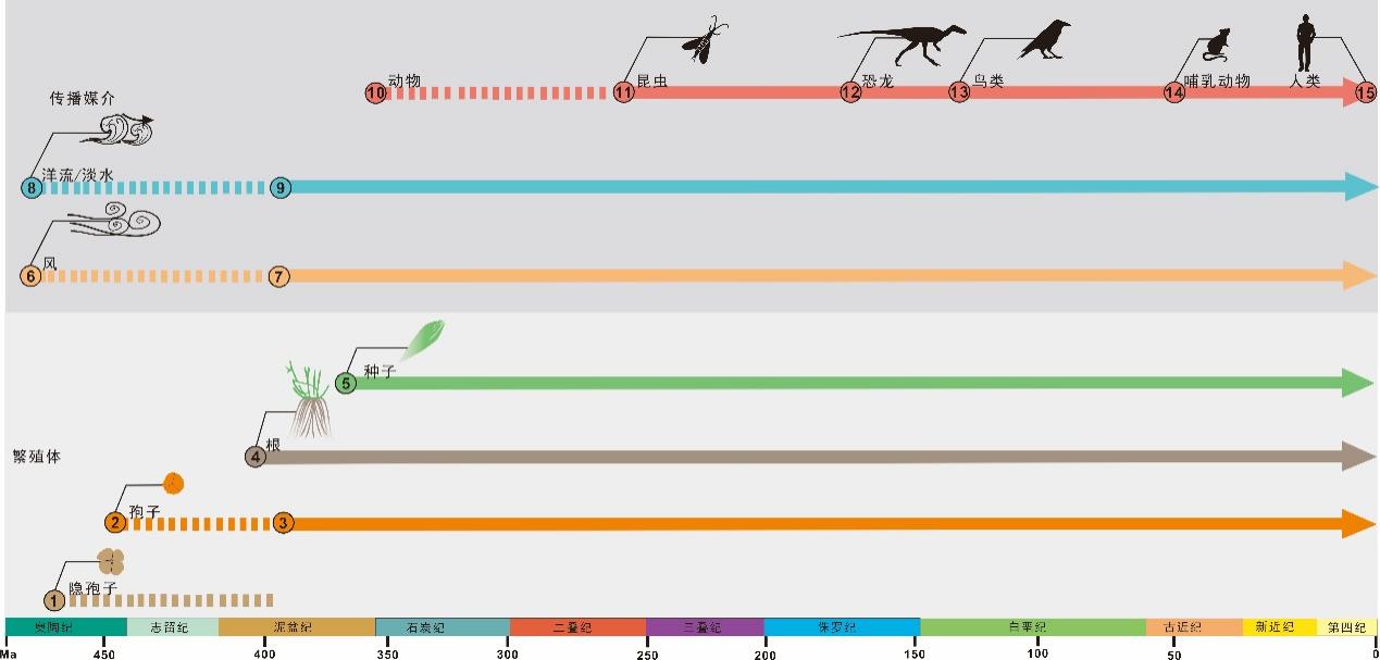 数据分析揭示泥盆纪植物传播模式