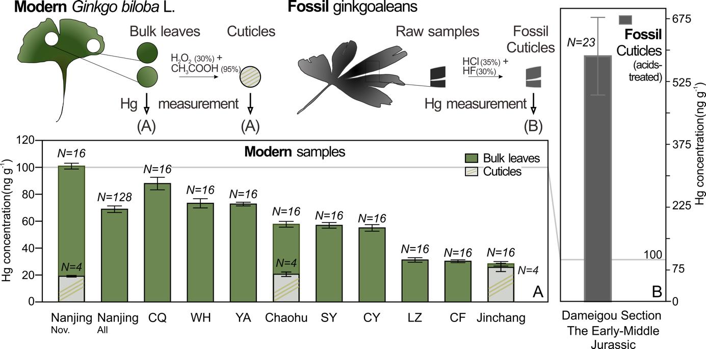 利用银杏叶片化石追踪古大气汞浓度的变化
