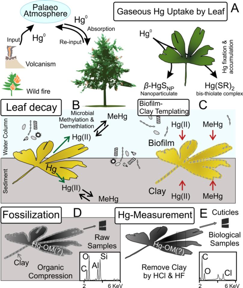 利用银杏叶片化石追踪古大气汞浓度的变化