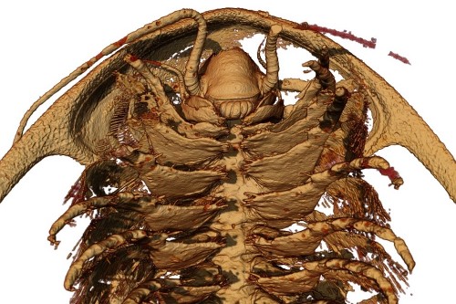 ����Ħ���������ӱ��ųǰ��ɽ������ĳ�����ԭʼ״̬�ĺ������Ҷ��3D���ʽṹ