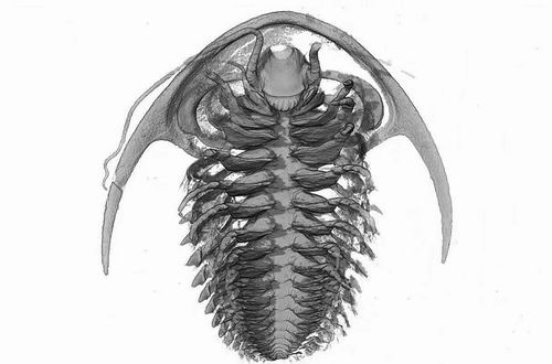 ��Science����־������о���˵��̩��ɽϵ�ġ���Ҷ�桱���µ�