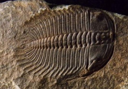 ��Science����־������о���˵��̩��ɽϵ�ġ���Ҷ�桱���µ�