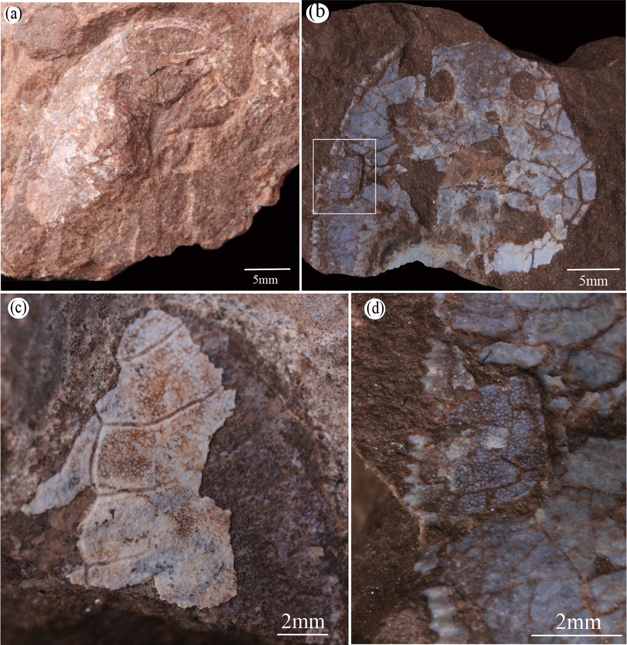 �ҹ��㽭���˺��½�����ľ��ط���4.38 ����ǰ������