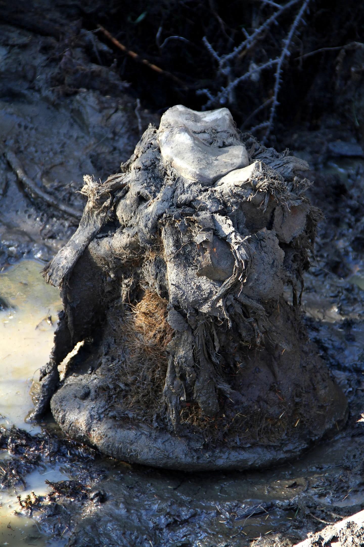 �䶳�ָ���������������ʾ���������ĹŴ����������