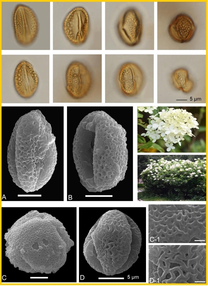 长江下游地区末次冰期—间冰期转折期植被及其气候响应