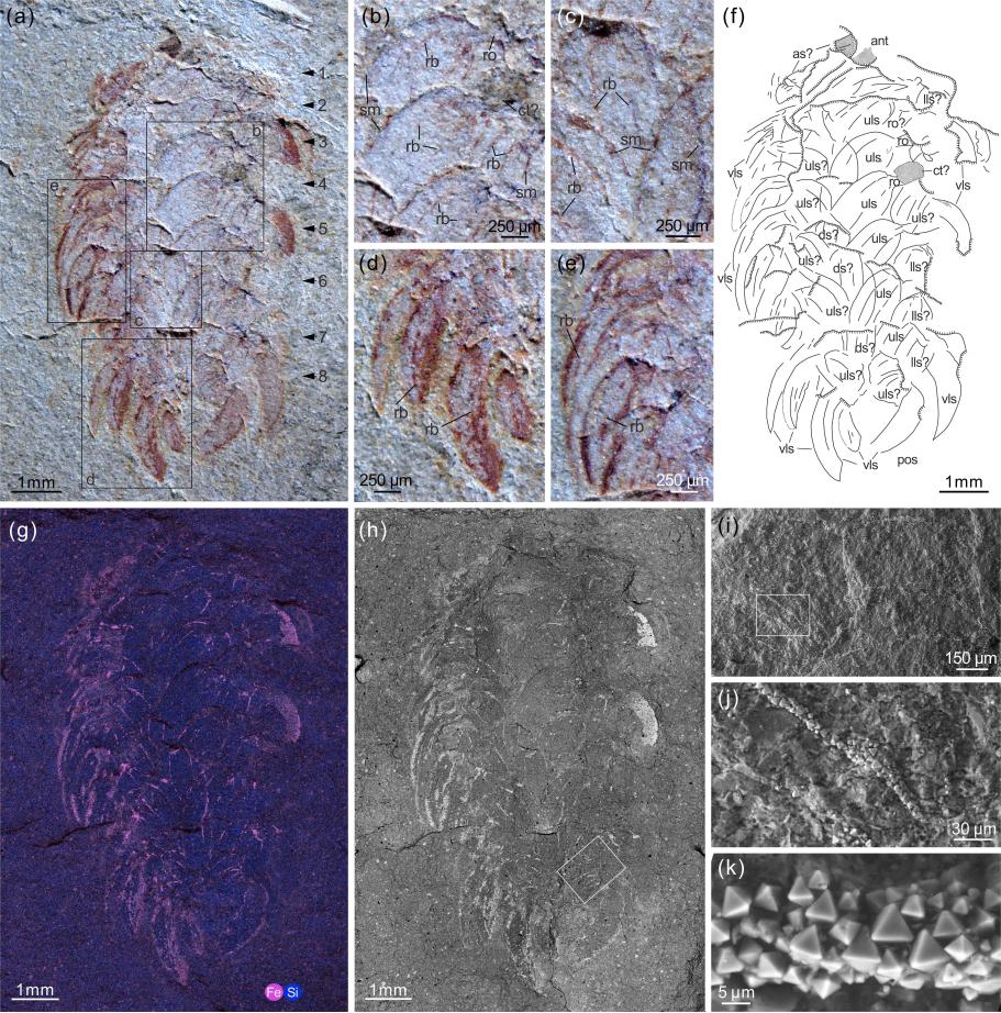 �����Wiwaxia��ʱ�շֲ�����̬�������о���չ