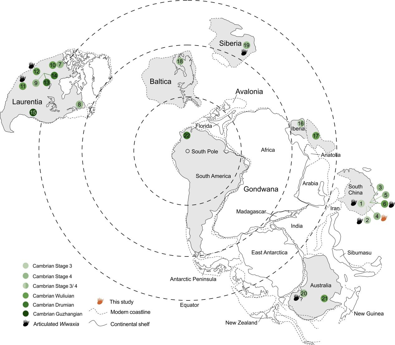 �����Wiwaxia��ʱ�շֲ�����̬�������о���չ