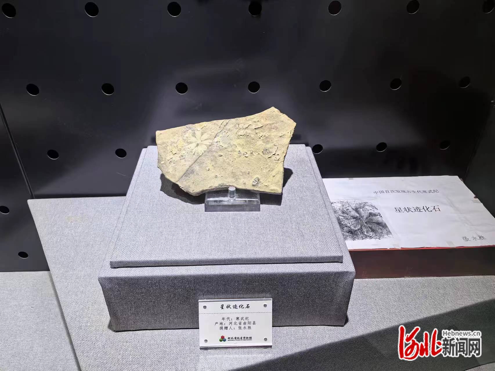 ȫΨһһ״ʯۺӱ¼ºͶﲶʳż