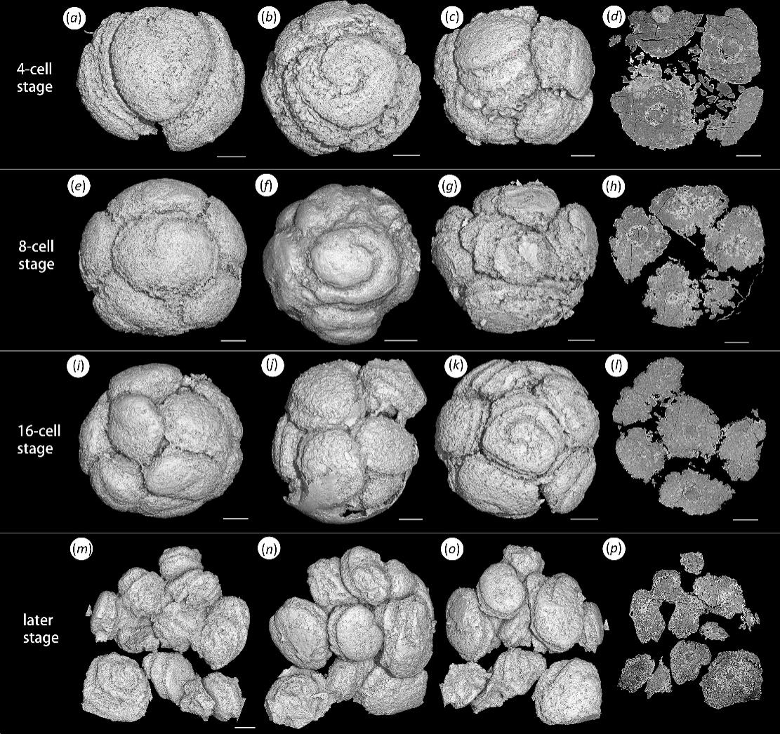 ���������ؽ���ʾ�Ͱ�����Ⱥ���ѻ�ʯ���������Ե��ϵ