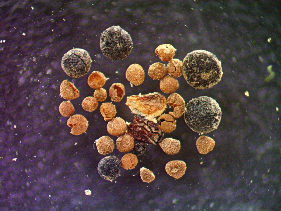 ���Ը�������о�Ļ�ʯ��ʾ������100����ǰ������һƬ�ʻ�ʢ������ɫ̦ԭ