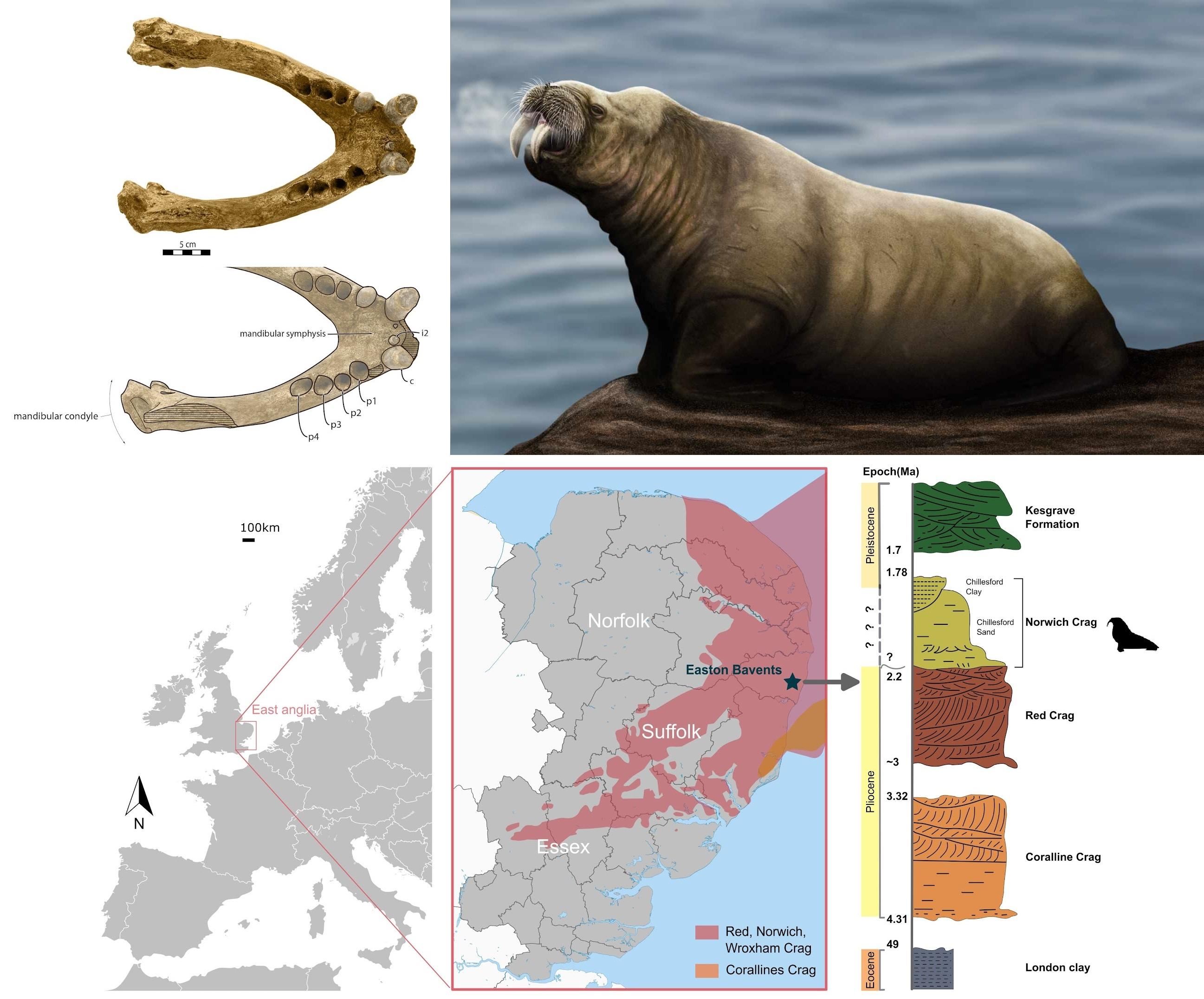 北大西洋的下更新世沉积物中发现已灭绝的鲸齿海象属新物种化石