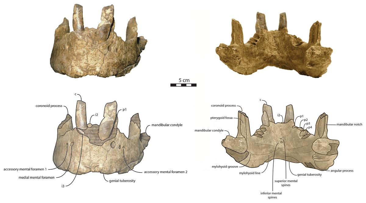北大西洋的下更新世沉积物中发现已灭绝的鲸齿海象属新物种化石
