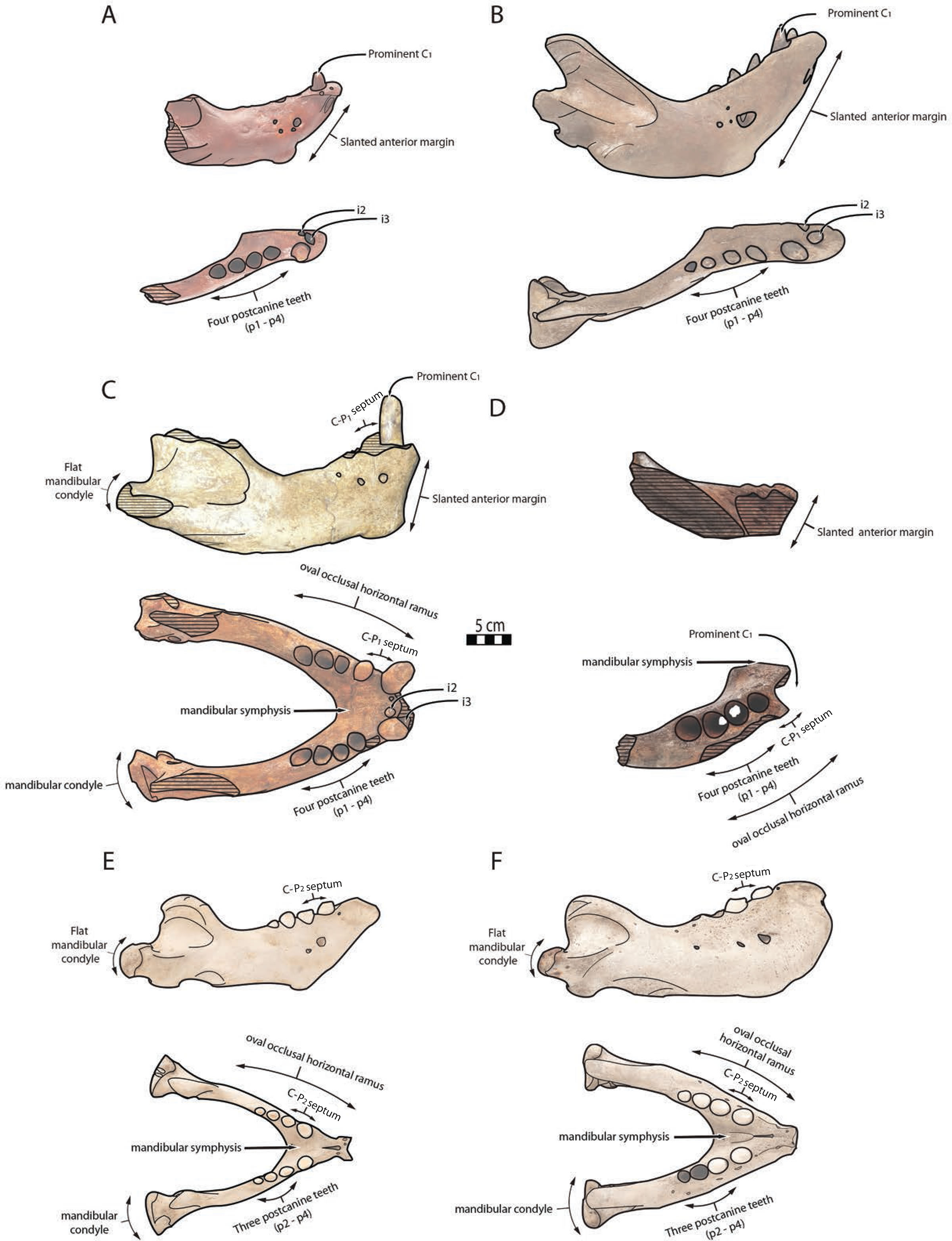 北大西洋的下更新世沉积物中发现已灭绝的鲸齿海象属新物种化石