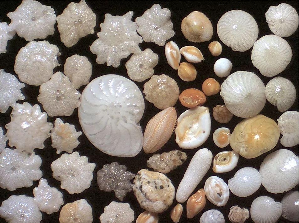 科学家研究发现大个体有孔虫灭绝风险更高