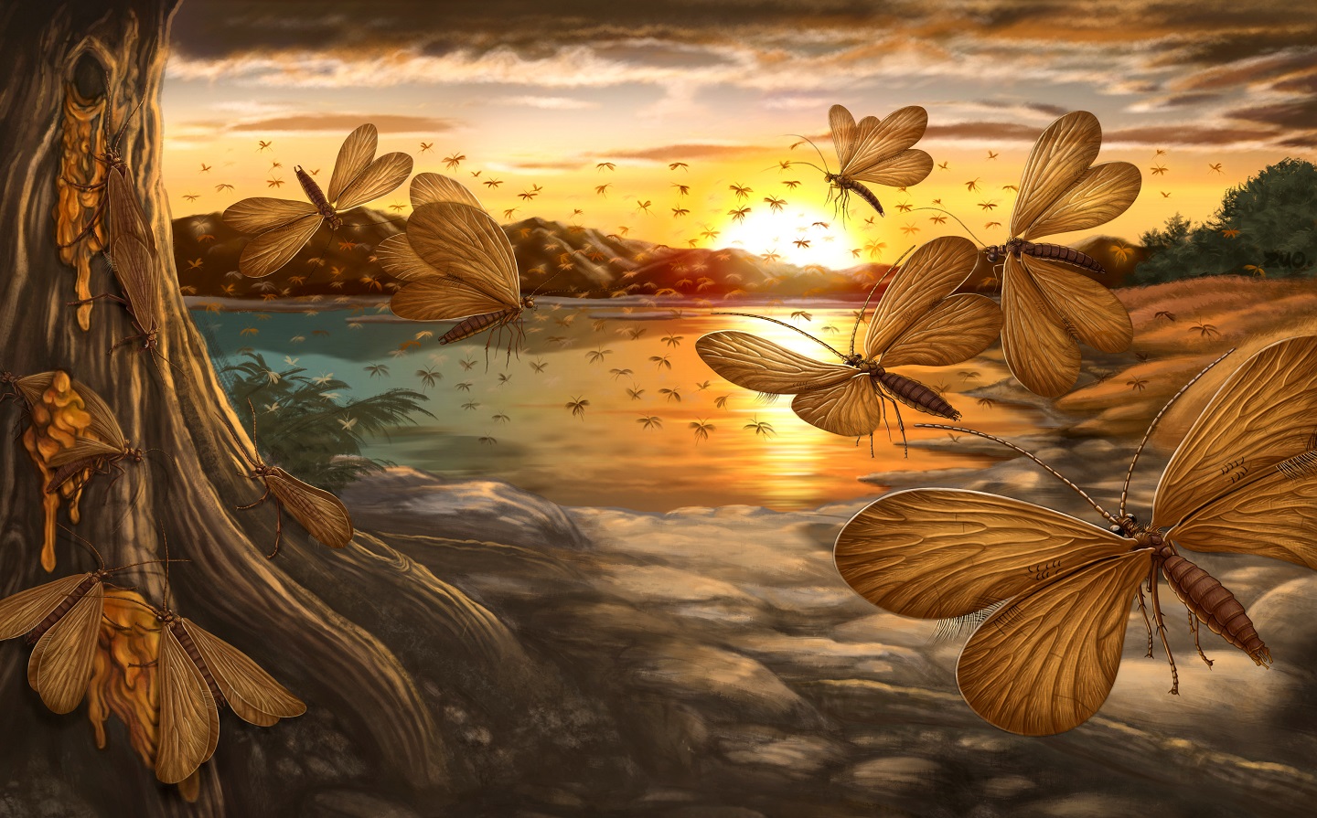 白垩纪中期婚飞的石蛾