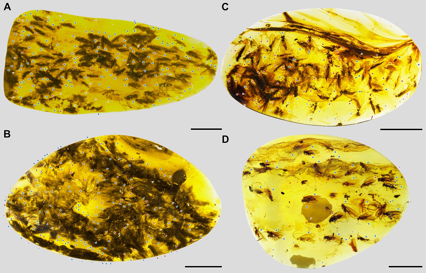 白垩纪中期婚飞的石蛾