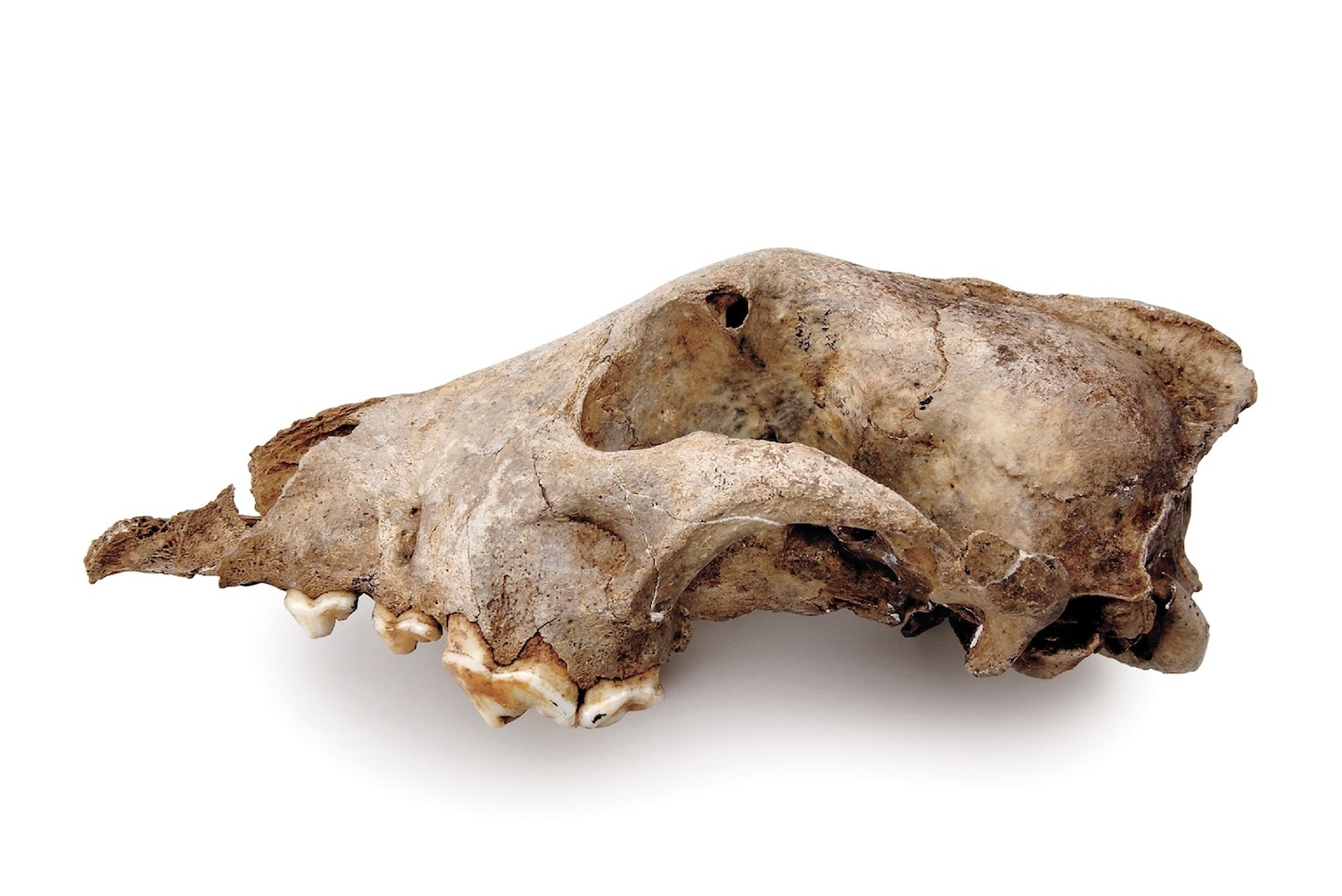 ������ݻ��ɹ��� �Ŵ���ʯ������Ȥ������