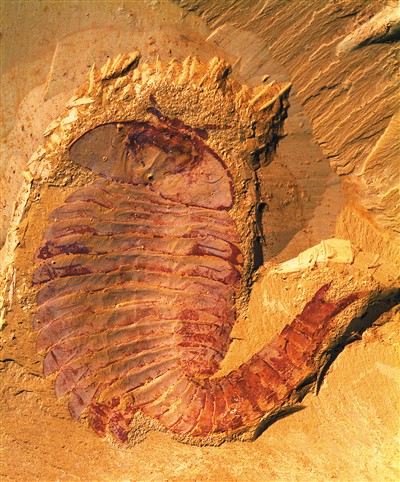 澄江化石地世界自然遗产博物馆 讲述地球生命演化故事