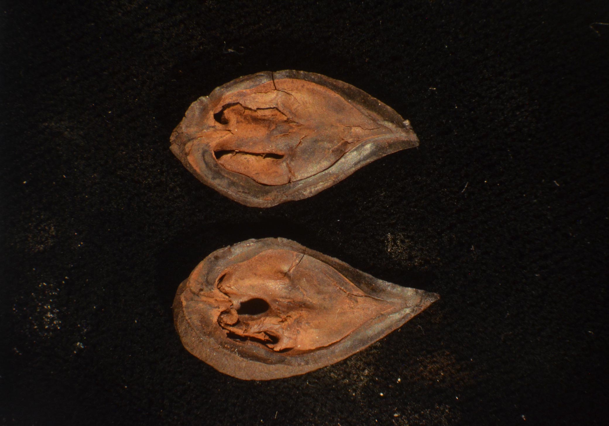 ��ѧ���ڱ���ƫԶ���췢��4500����ǰ�Ĺź���