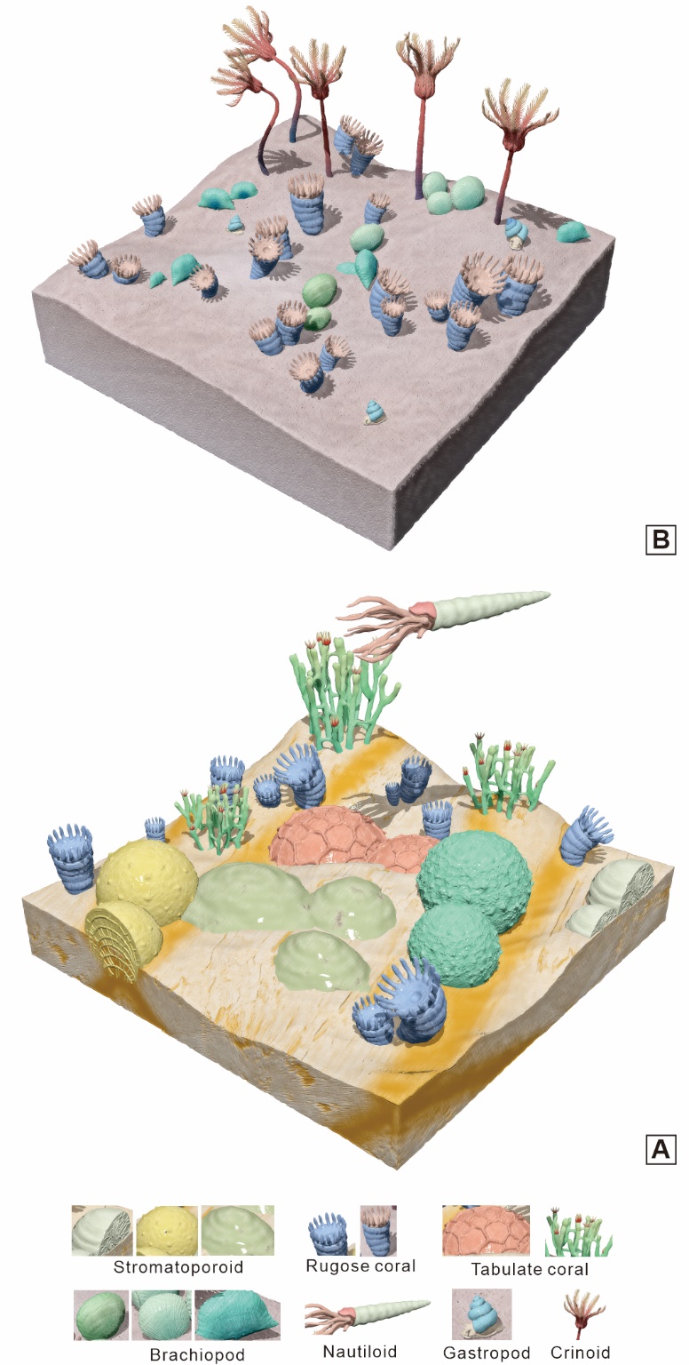 龙门山地区发现古生代最后的珊瑚-层孔虫生物礁