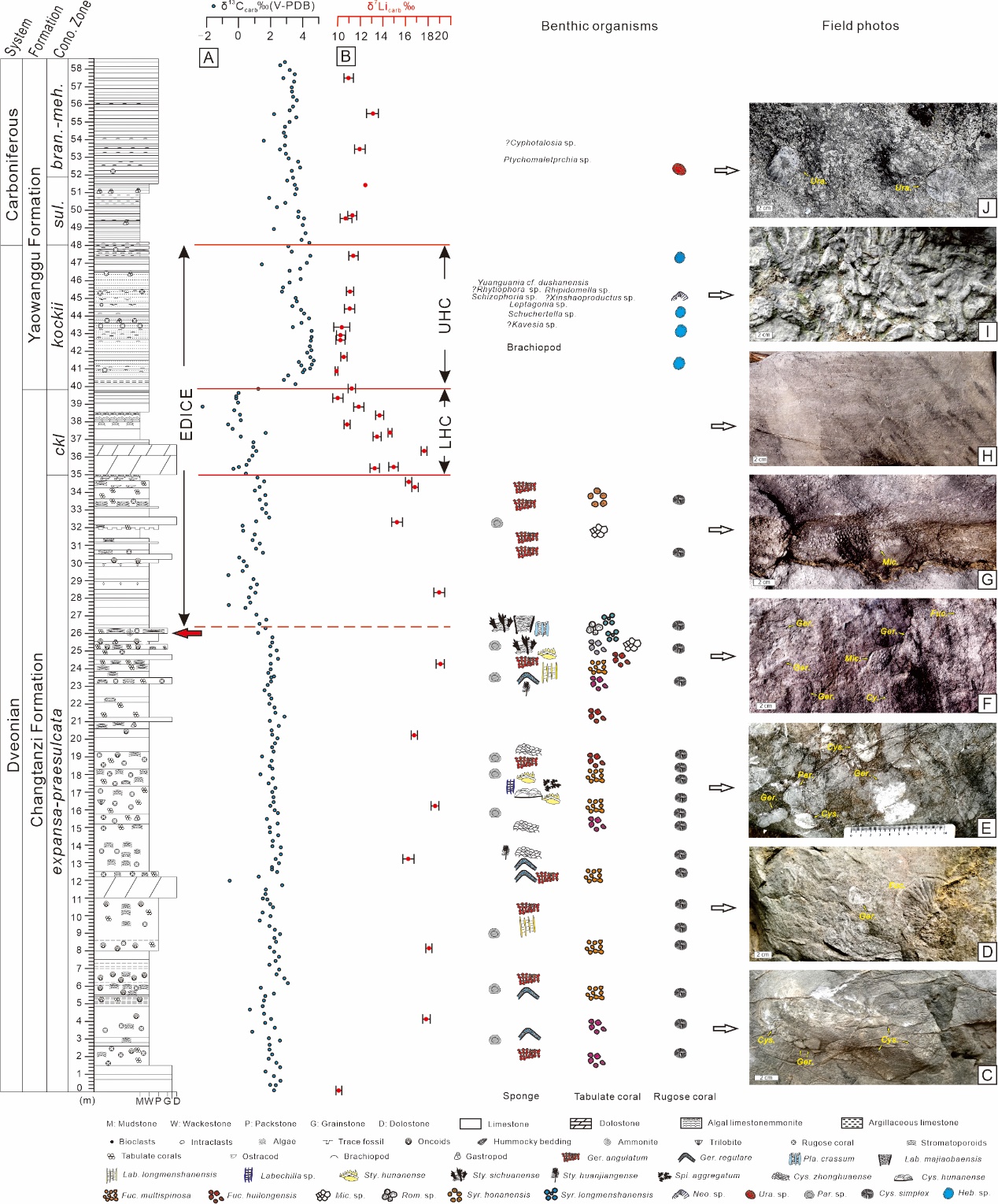 龙门山地区发现古生代最后的珊瑚-层孔虫生物礁