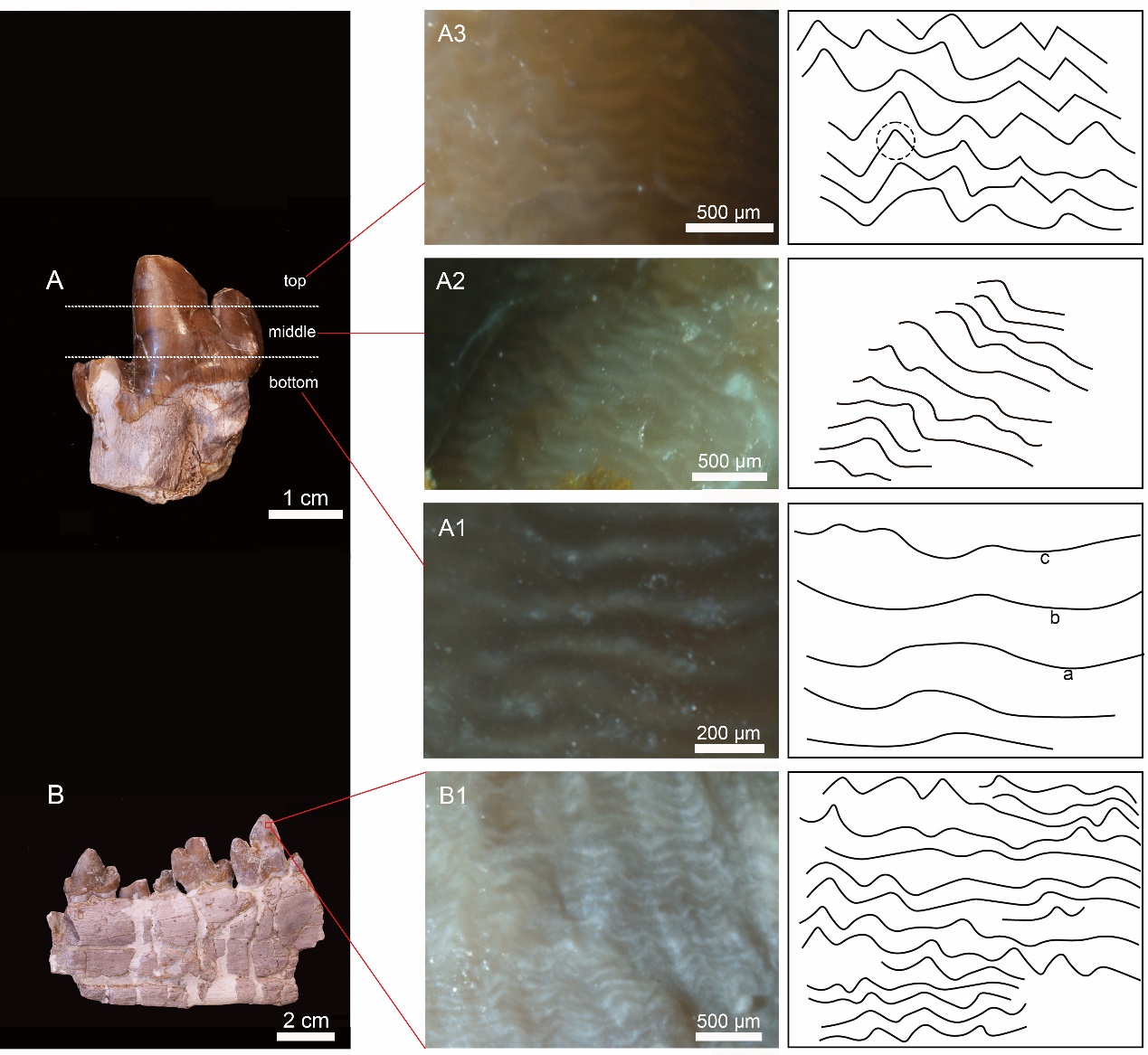 ԫ����ط�����ʼ������������໯ʯ����