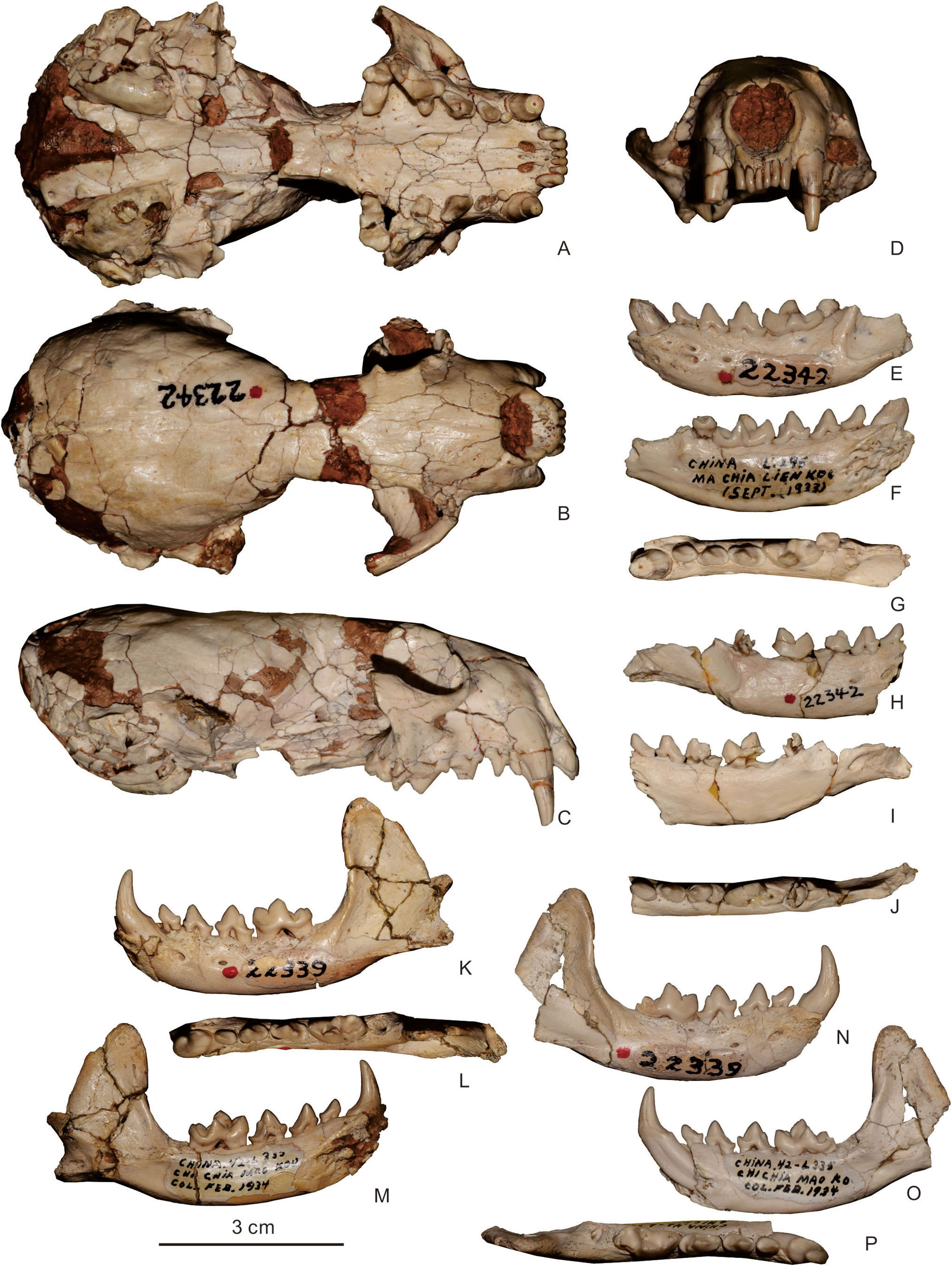 ���������������ް����ǿƣ����ƣ��о���չ