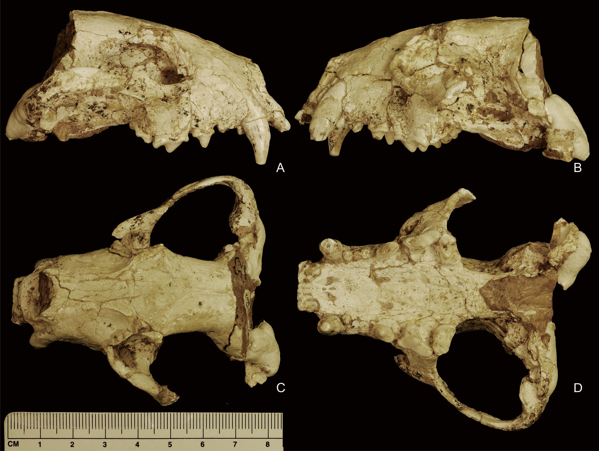 ���������������ް����ǿƣ����ƣ��о���չ