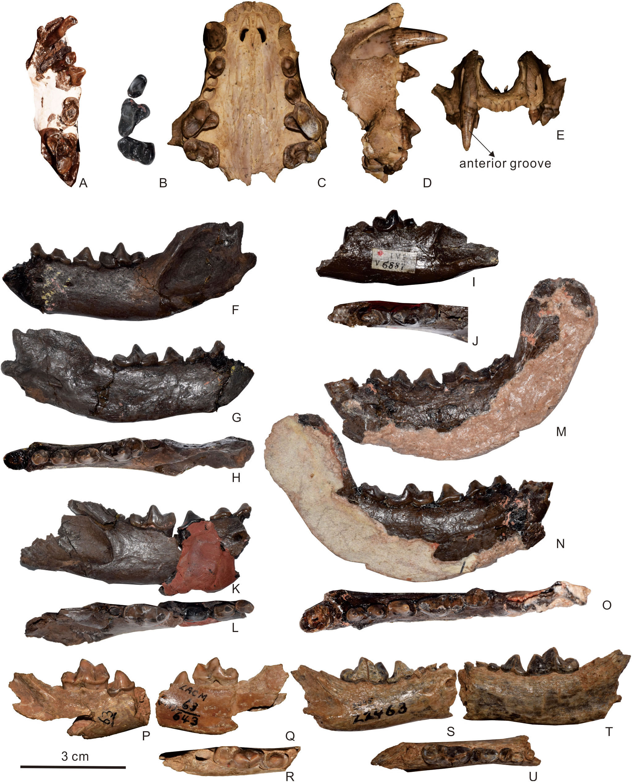���������������ް����ǿƣ����ƣ��о���չ