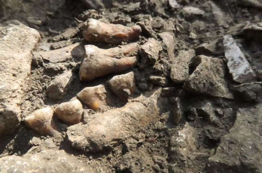 �ᰲ�����˵���������Ϊȱ���ж�������