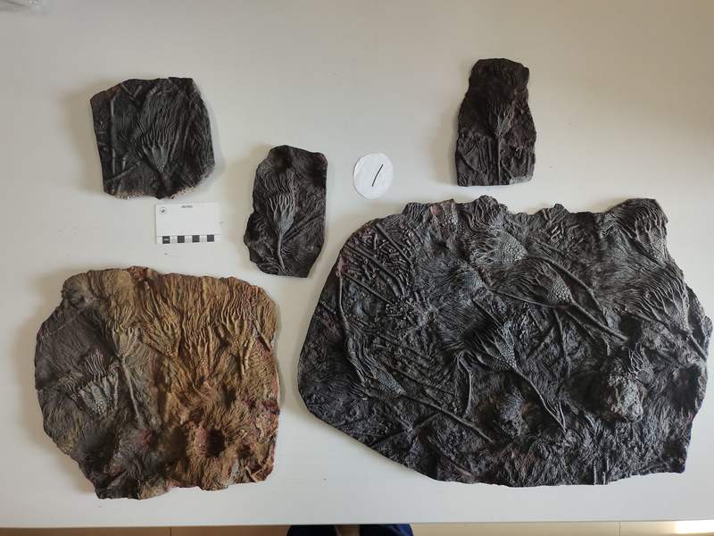 ���������������Ȼ������ƽ������ﻯʯ