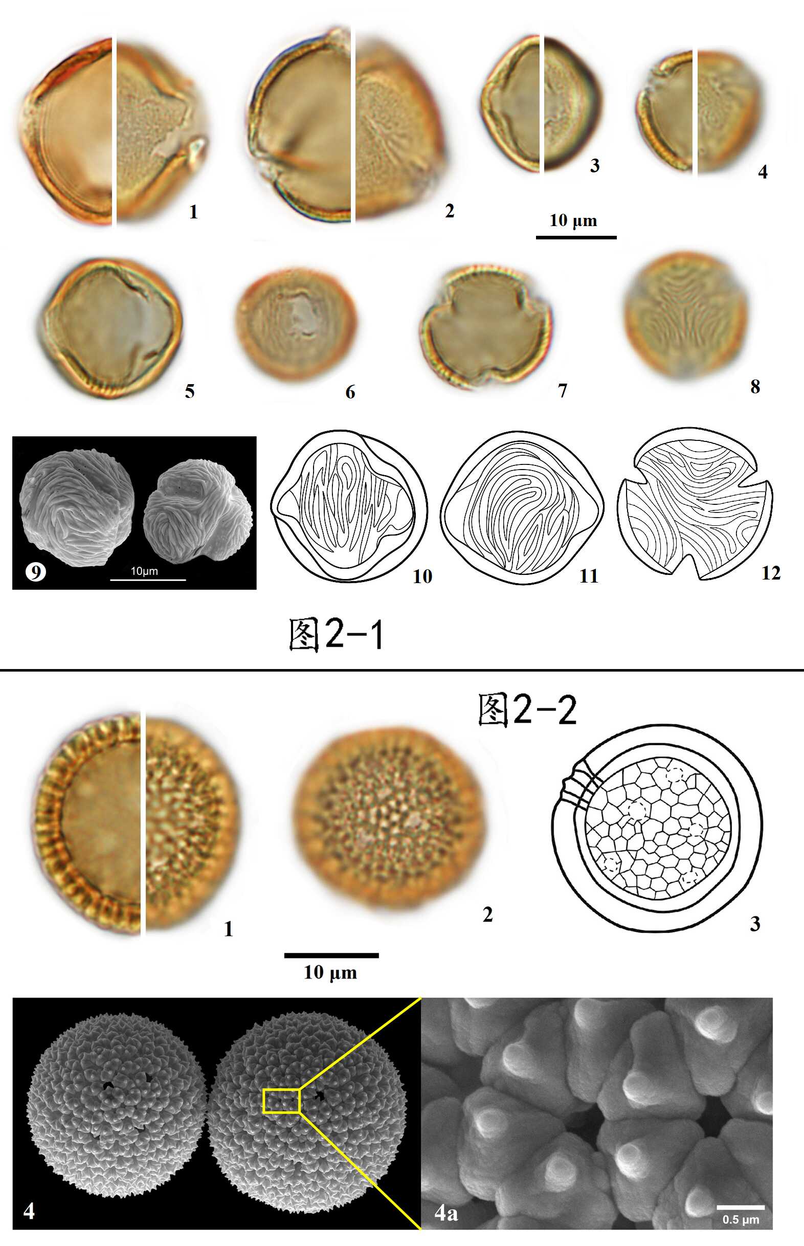 藏东南然乌湖流域部分植物花粉形态研究、古生态学解释及其应用潜力分析
