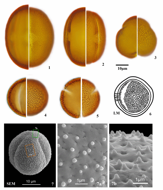 藏东南然乌湖流域部分植物花粉形态研究、古生态学解释及其应用潜力分析