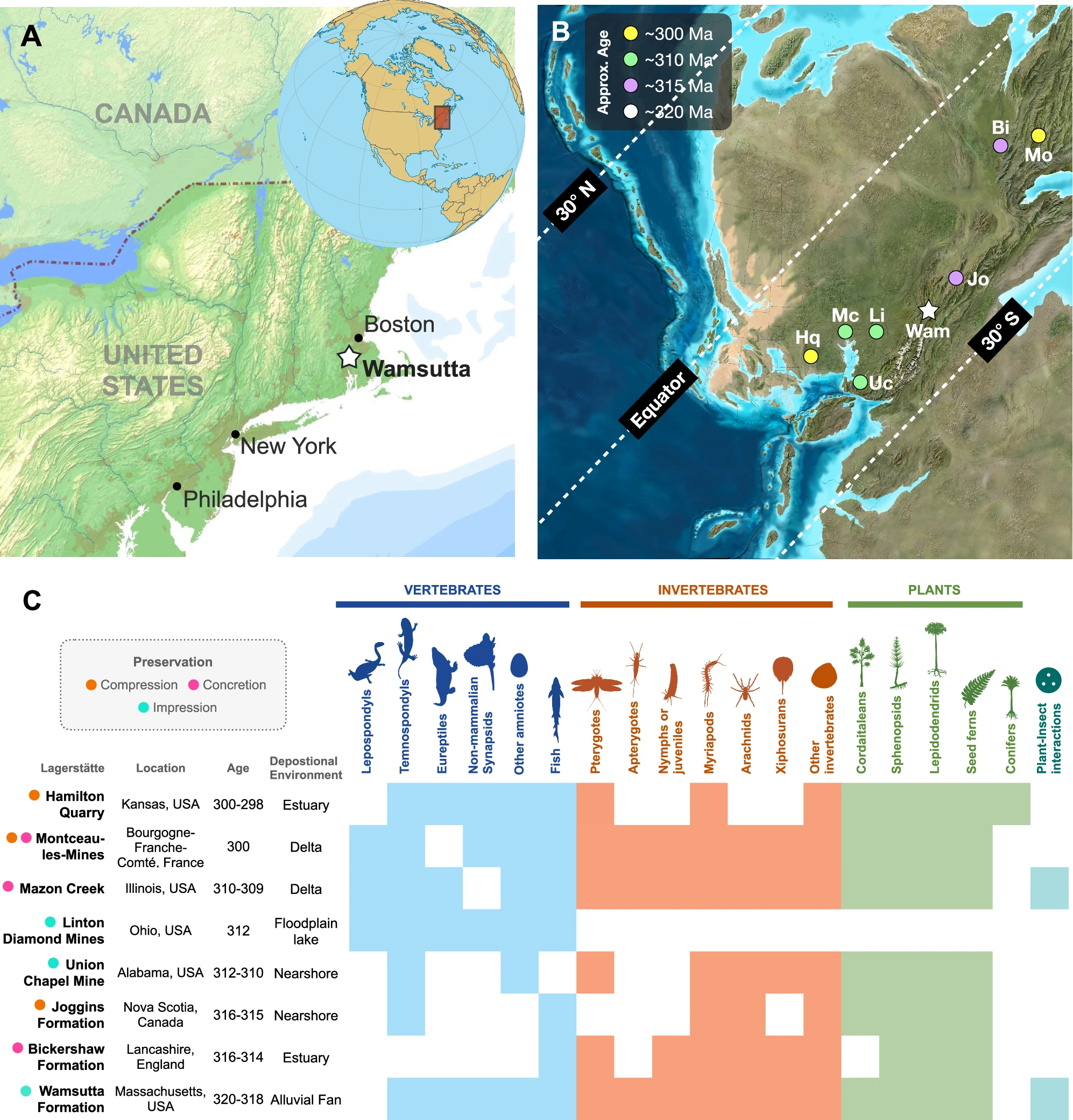 马萨诸塞州的化石遗址揭示了3.2亿年前的生态系统