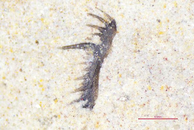 ���������ʲ��·���15ö���λ�ʯ��Ⱥ ����ר�������ƶ�