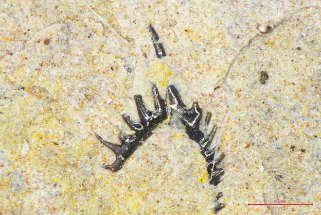 ���������ʲ��·���15ö���λ�ʯ��Ⱥ ����ר�������ƶ�