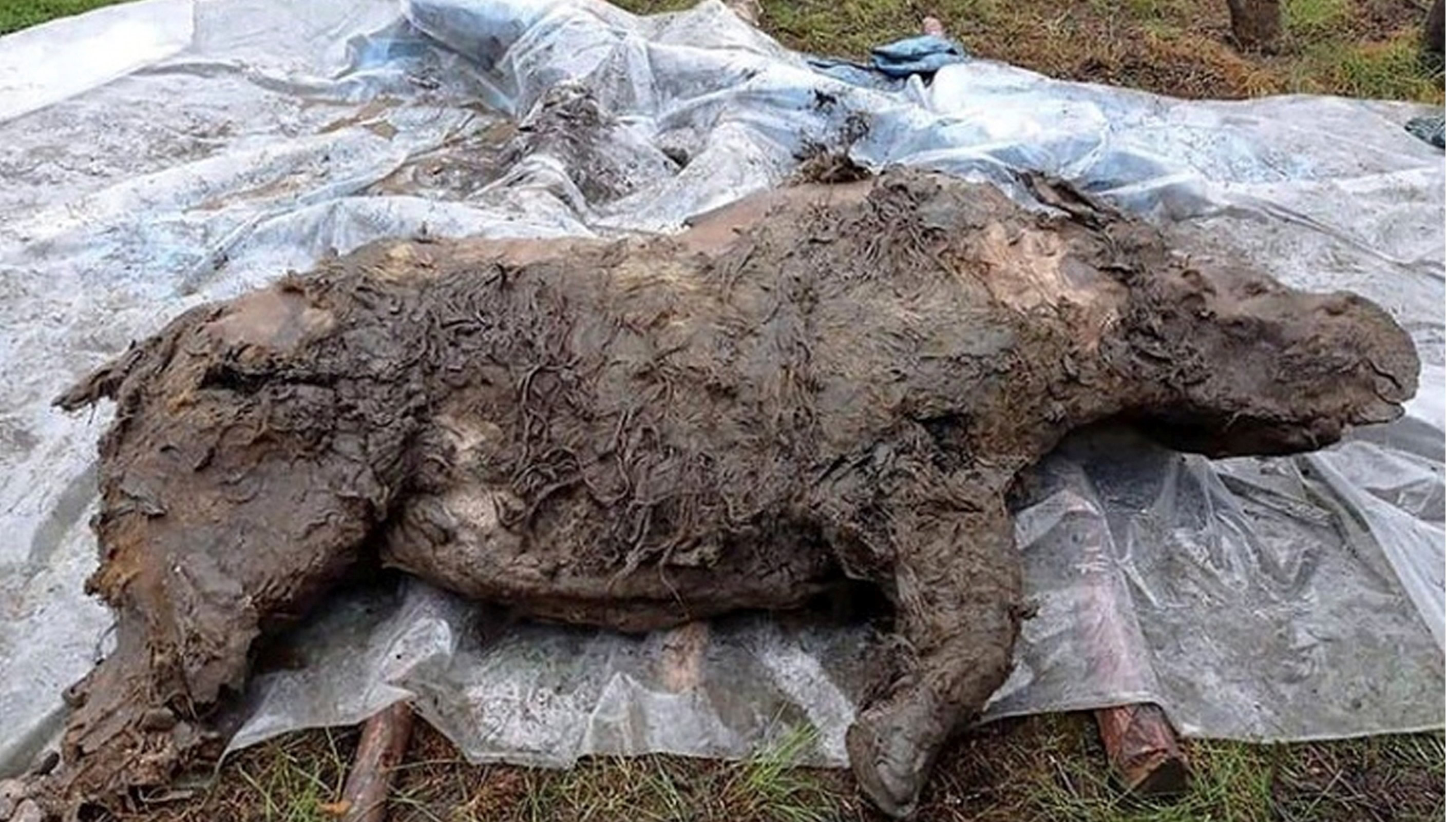 �������ǳ���32000��ǰ����ʳ�߳Ե�һ�����ëϬľ����