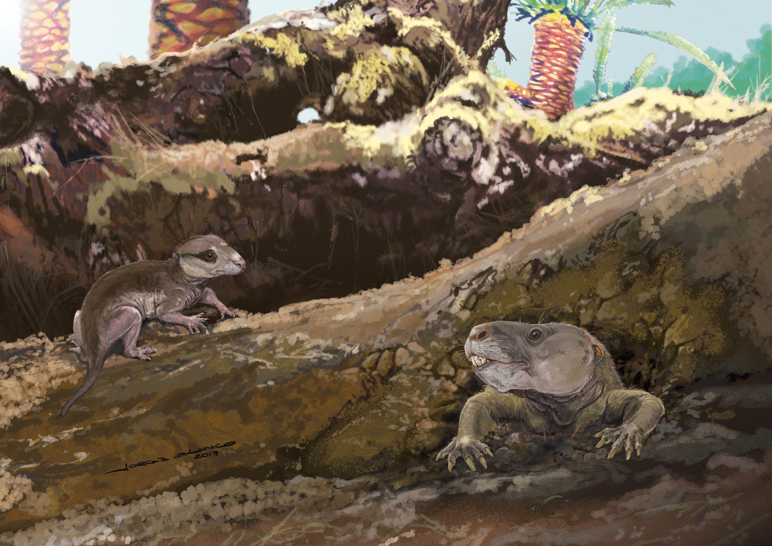 �·��ֵĻ�ʯ�Ʒ����йز��鶯������ľɹ���