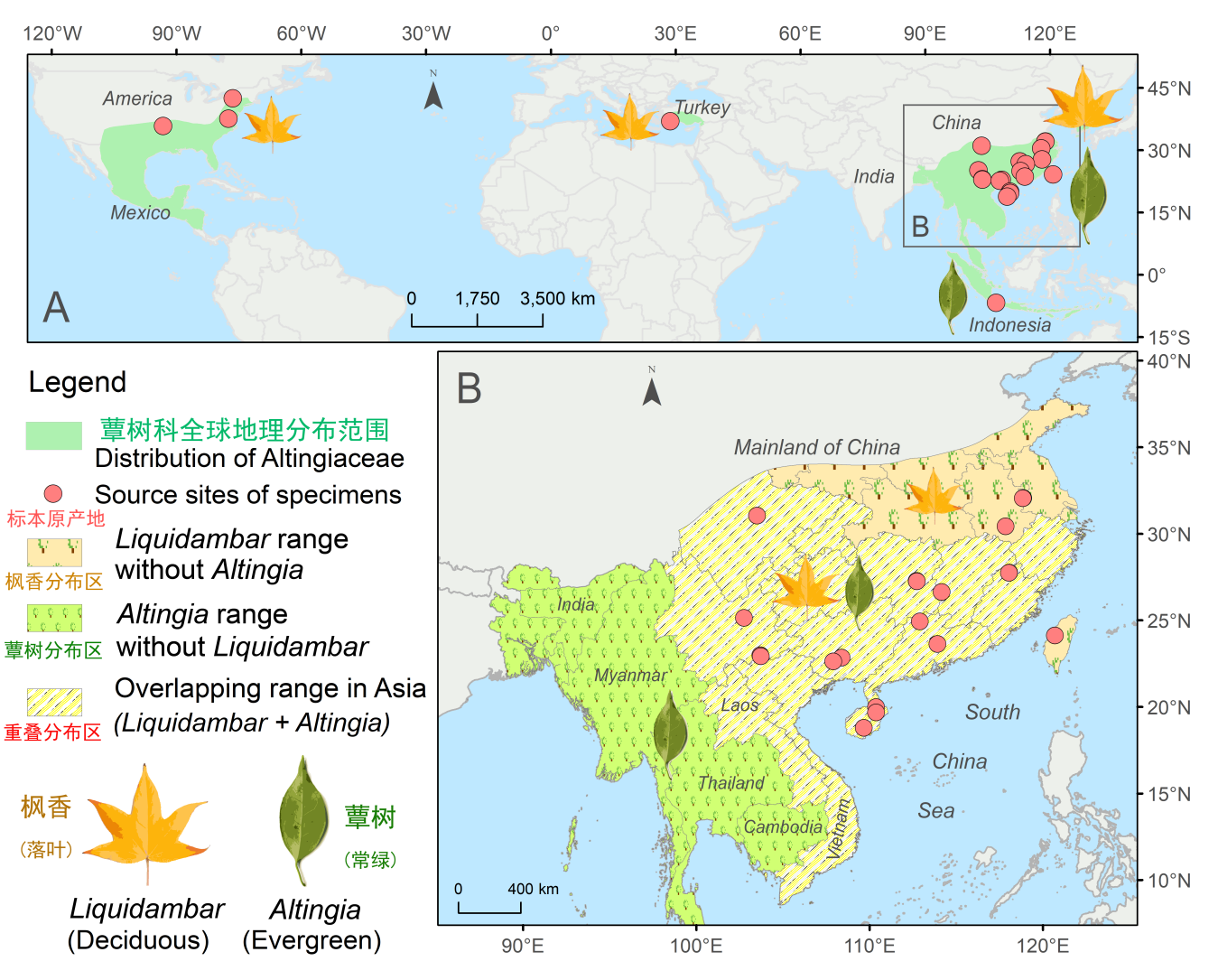 蕈树科枫香型(落叶)与蕈树型(常绿)花粉鉴别的新评估与挑战
