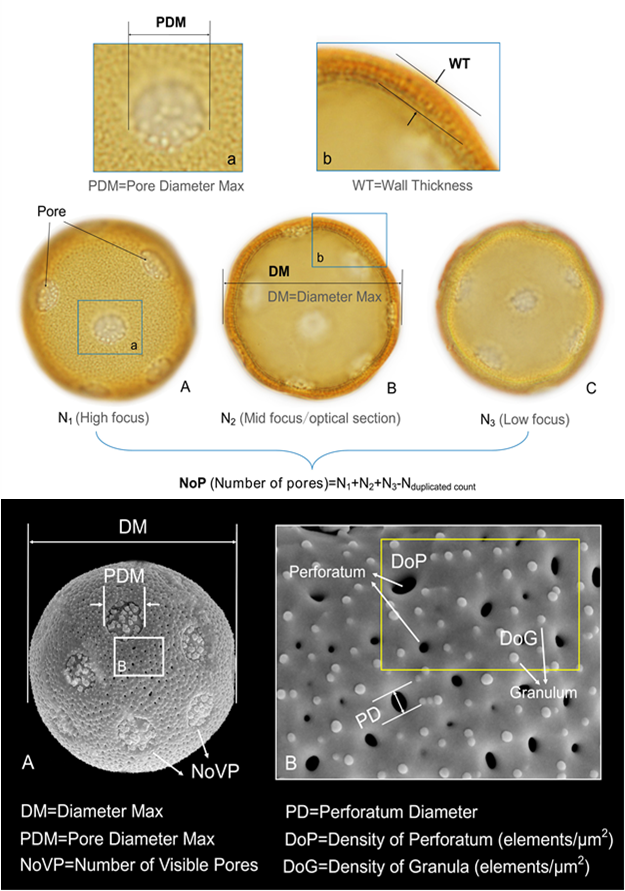 蕈树科枫香型(落叶)与蕈树型(常绿)花粉鉴别的新评估与挑战