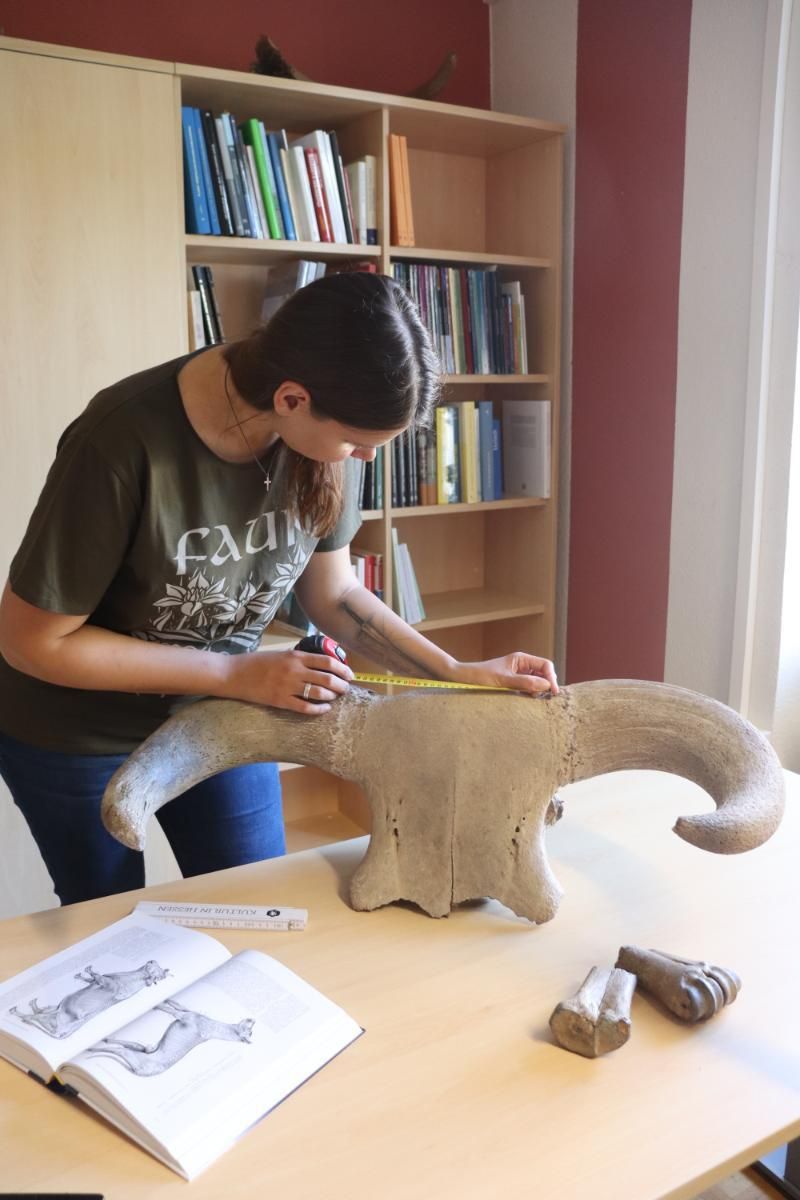 ���о�����ţ���Ŵ�ʷ