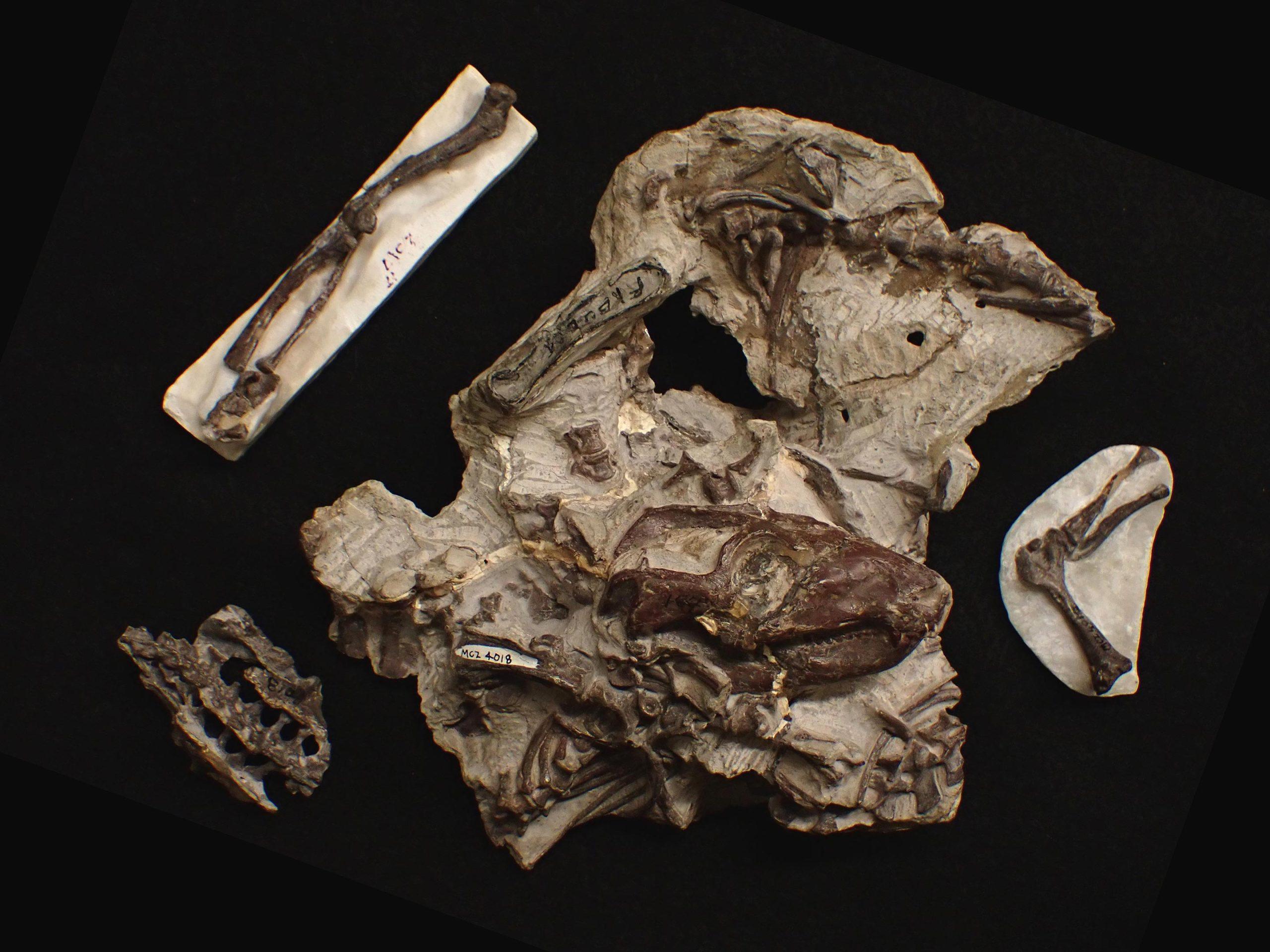 �����ѧ���о���ʾ�˲��鶯�������ֱ�����ƵĿ���֮·