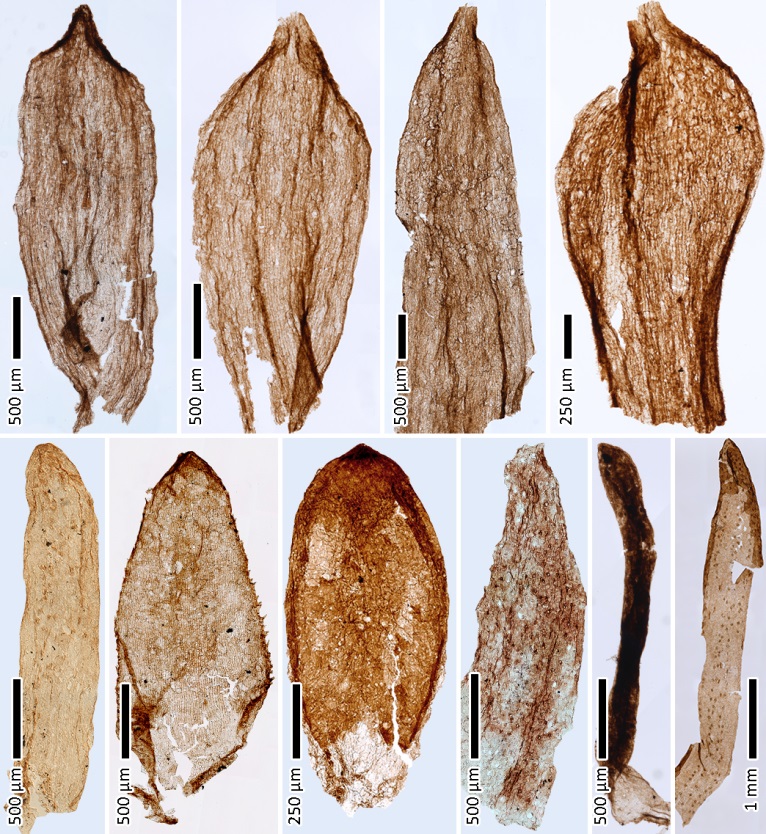 你被草划伤过手吗?2.5亿年前的植物就有了这个能力