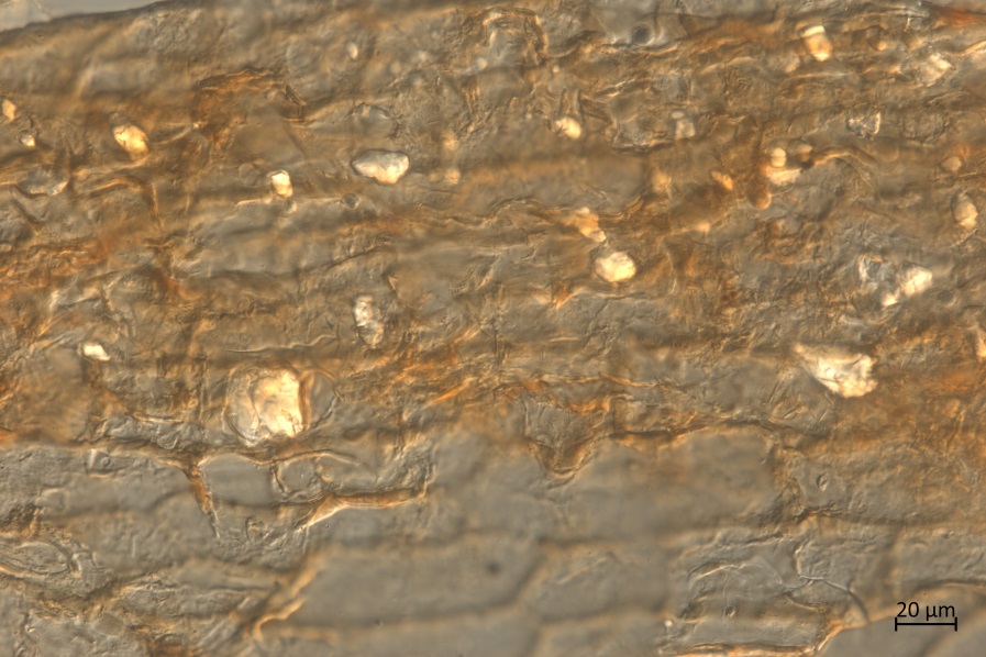 你被草划伤过手吗?2.5亿年前的植物就有了这个能力