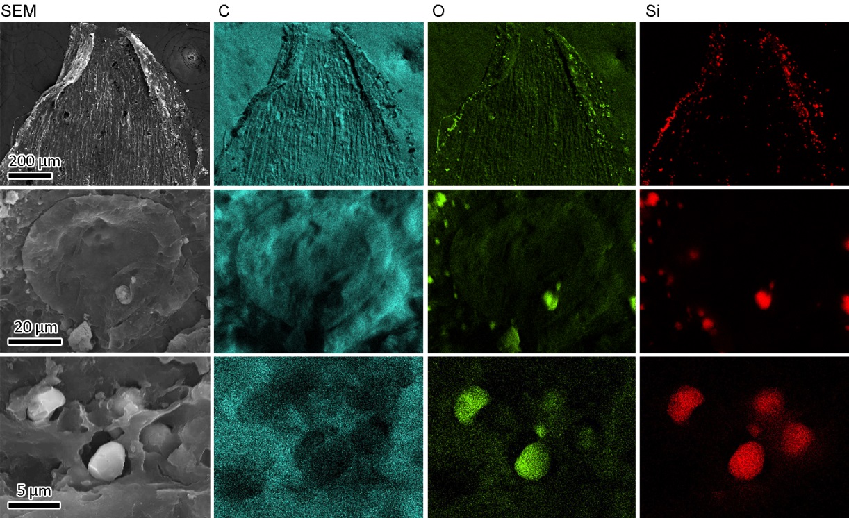 你被草划伤过手吗?2.5亿年前的植物就有了这个能力