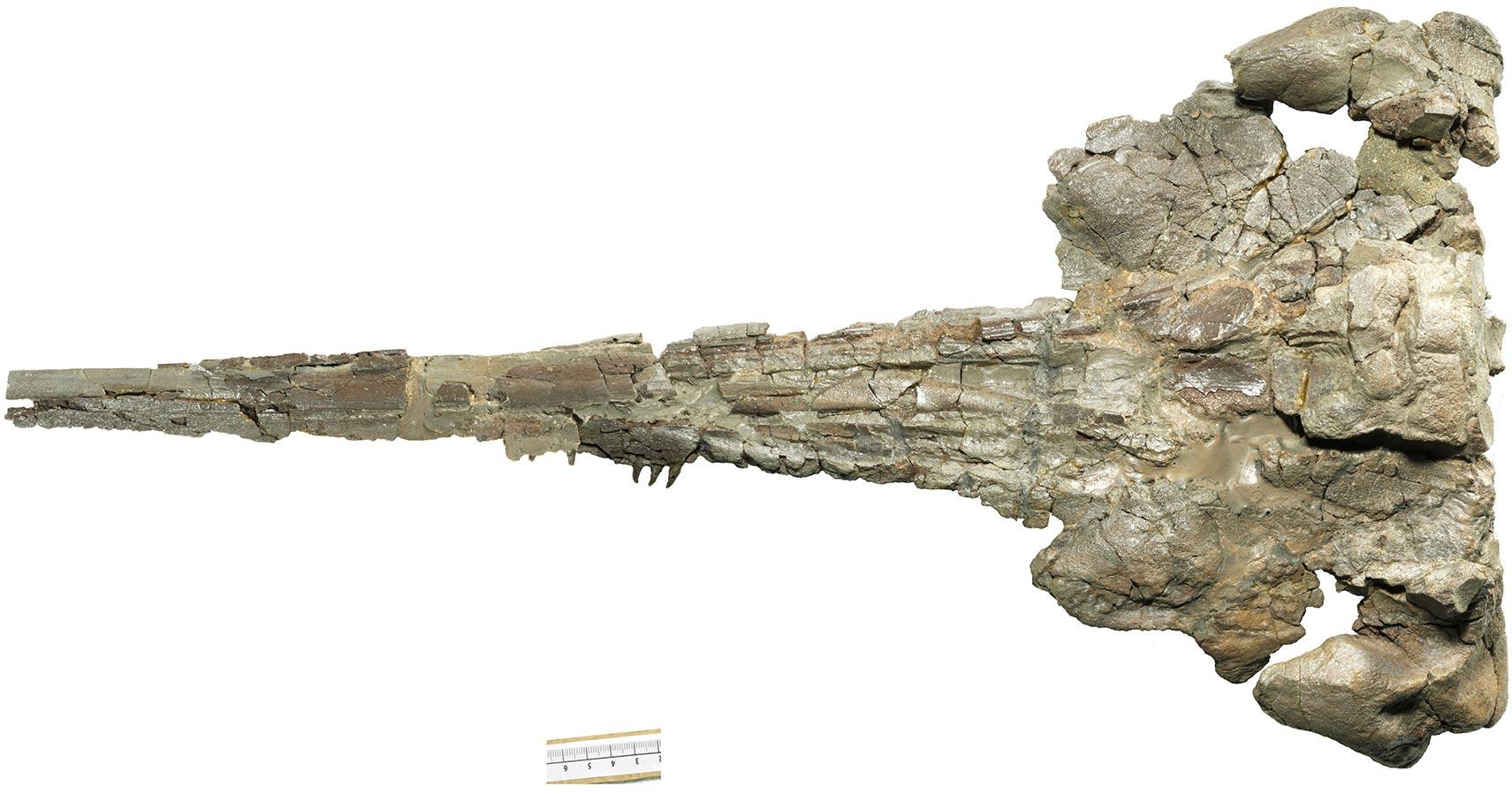 新发现的2200万年前的海豚物种显示了早期回声定位的证据