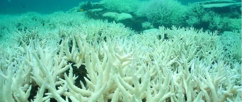 �Ŵ������о�����ȥ�ĺ����ữ�뵱ǰ��������ϵ����